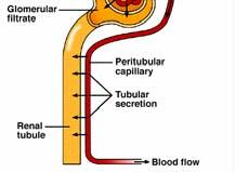 Most is reabsorbed by active transport. Some is secreted into the renal tubule.