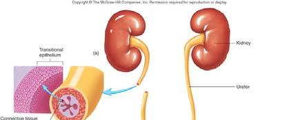 Micturition Micturition is the process of expelling urine.