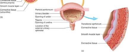 sphincter. Micturition reflex Distension stimulates stretch receptors in the bladder wall.