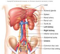 Kidney structure A kidney