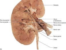 Renal papillae project into the