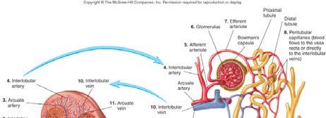Functions of the kidneys The kidneys remove metabolic wastes from the blood and excrete them to the outside.