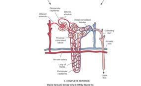the distal convoluted tubule and the afferent and