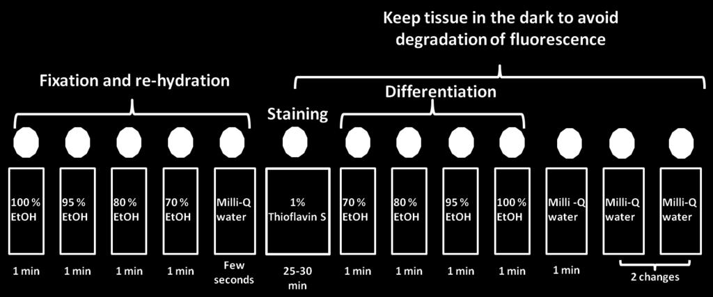Figure 4.11: Developed staining protocol for Thioflavin S. All solutions are placed in glass sample tubes.