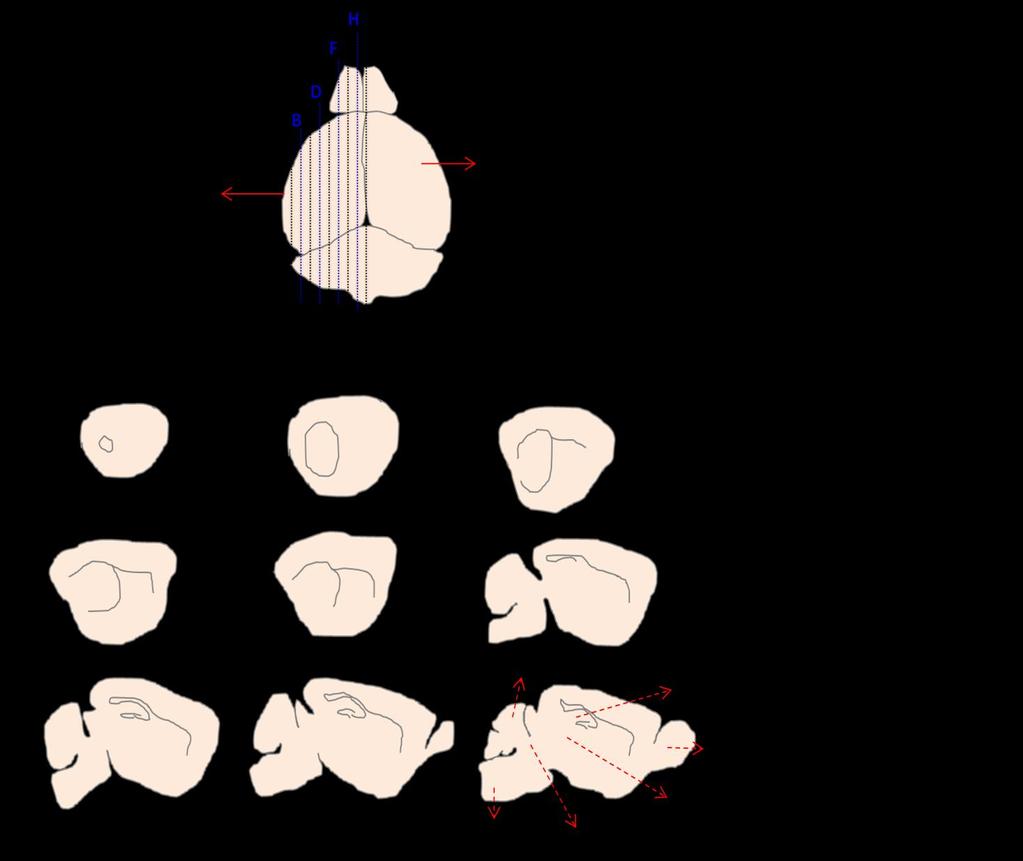 Figure 6.2: Sagittal sections obtained from the left hemisphere of the mouse brain. This hemisphere is sectioned in nine sections from the outside (section A) up to the central axis (section I).