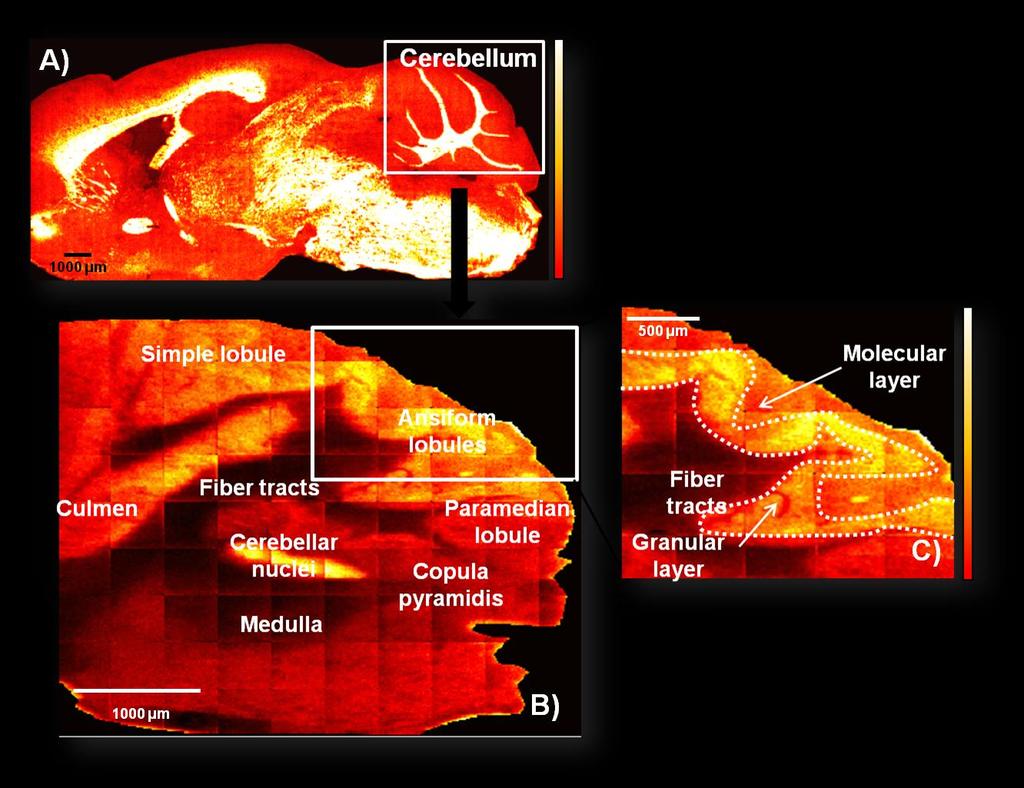 Figure 6.12: Total ion images of the mouse brain cerebellum acquired with 20 kev C 60 + and a mass range m/z 100-1000. (A) Localisation of the cerebellum in a sagittal mouse brain section.