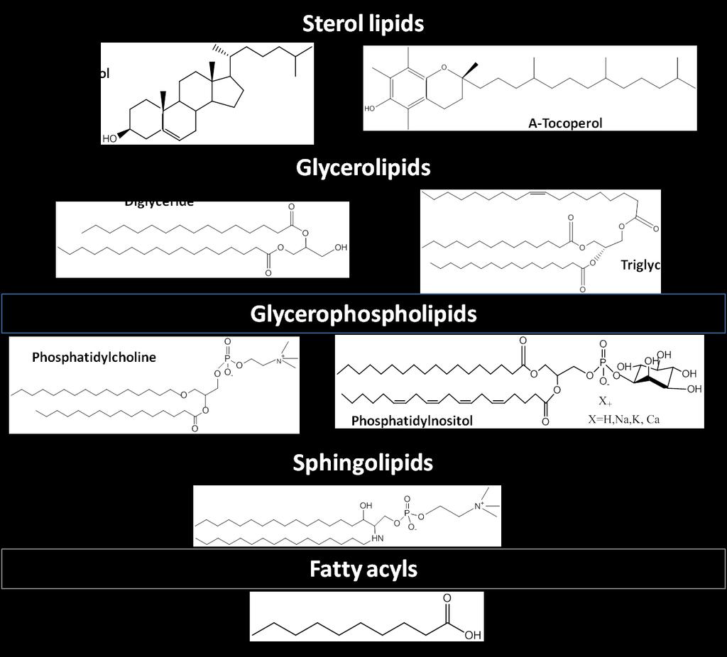Table 2.1: Chemical structure of lipids that are most commonly found in mouse brain tissue analysis with ToF-SIMS [141].