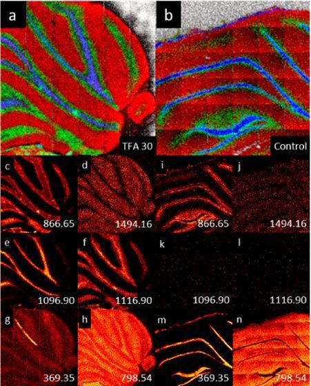 Figure 2.21: Mouse brain image overlay of 30 minutes TFA exposed (a) and control (b) samples, respectively. Single ion images of m/z 570.53 (red), m/z 863.65 (green) and m/z 1096.