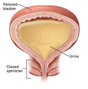Bladder Capacity Various ways of measuring Functional Volume causing active urge to urinate What is normal functional bladder