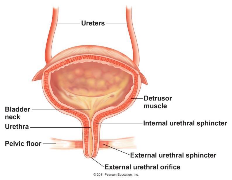Urethral Sphincters Internal Sympathetic Its contraction is key mechanism here Along with increased tone of bladder neck External Somatic Via