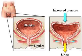 urethral sphincter and pelvic floor function During pregnancy itself