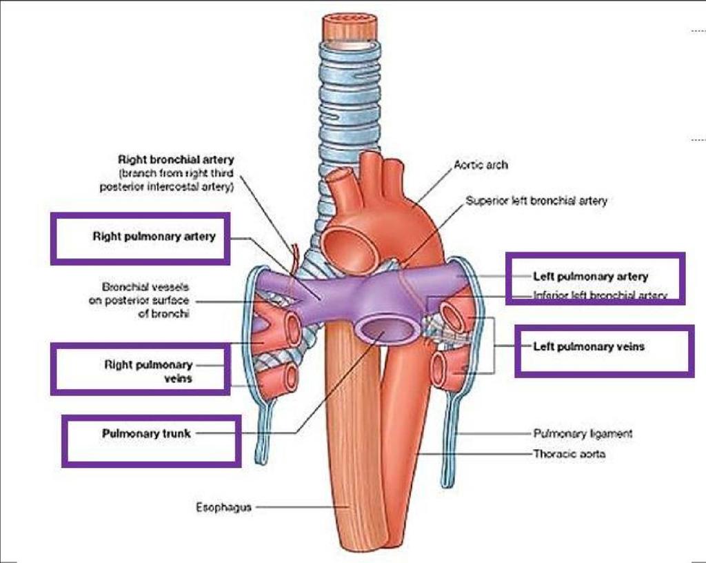 -pulmonary veins As stated earlier in this sheet these are 4 in no.