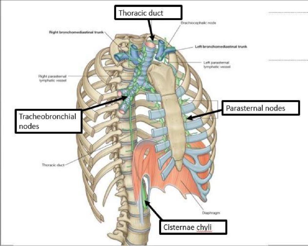 Lymphatic drainage [figure8] Tracheobronchial lymph nodes = around the trachea and bronchi. Parastrnum group = around the sternum.