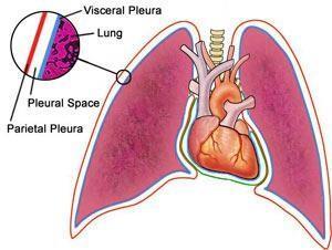 Surface anatomy of the pleura repeated figure11 the apex of the pleura is the same of the lungs (1 inch (2.