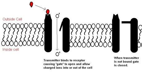 * also known as transmitter- activated or ligandactivated channels Glutamate, GABA and ACh often bind