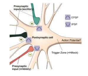 Post-Synaptic Potentials If transmitter opened Na+ channels, the dendrite will depolarize (an excitatory post-synaptic potential or EPSP ).