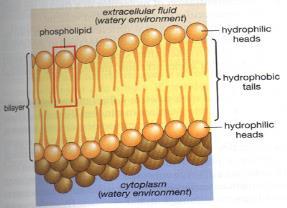 Neuron s Cell Membrane Double layer of lipid (fat) molecules with large proteins stuck in it Only certain things can freely pass thru the membrane ( selectively permeable or semipermeable ) 2 or 3