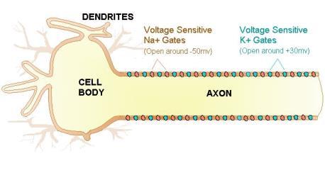 axon? Axon contains voltage-activated Na+ channels which open when soma is sufficiently excited