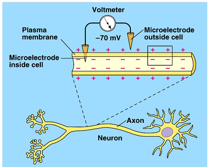 Measuring cell voltage unstimulated neuron = resting potential of -70mV Stimulus: nerve is stimulated reaches threshold potential open Na channels in cell membrane Na ions diffuse into cell charges