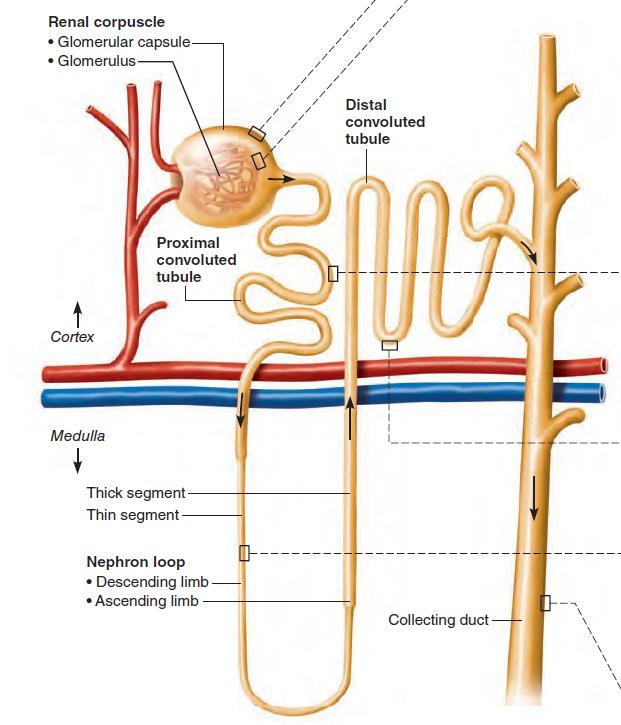 Nephrons Nephrons are the structural and functional units of the kidneys.