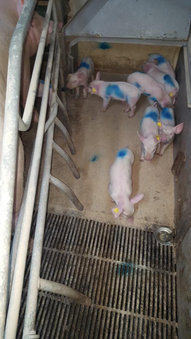 Young piglets are