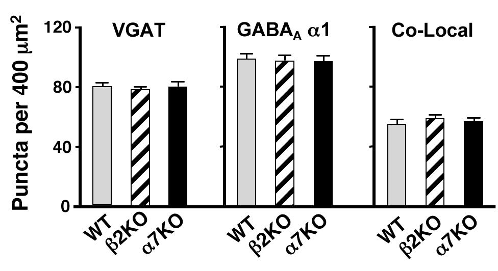 No decrements are seen in GABAergic synapses.