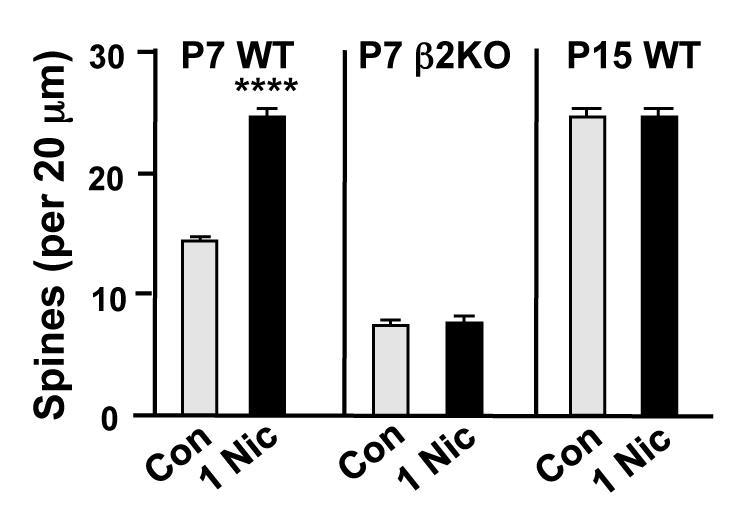 Nicotine rapidly induces spines in vivo CA1 dendrites in P7 Thy-1M-GFP mouse pups stereotaxically injected with 1 μm nicotine 1 hr