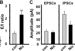 Nicotine IPSCs EPSCs Early nicotine exposure (P2-P16)