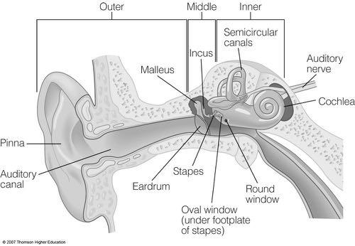 The Cochlea Cochlea: Partly Unwrapped The cochlea is shown here in its real, coiled,