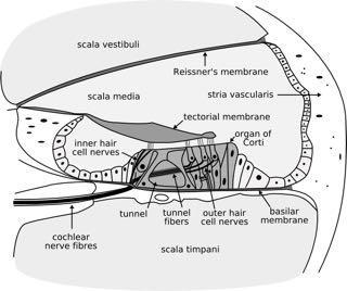Questions Describe the basic structure of the cochlea What is the function of the ossicles? How do they accomplish it? Why do we have a pinna? What are the functions of the auditory canal?