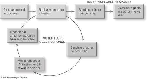 Tip Links Active Response: Outer Hair Cells OHCs do not transduce sound, but they play an important role in