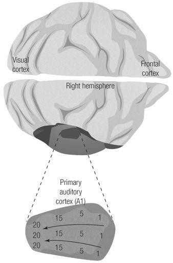 Auditory Areas in the Cortex Organization of A1 Signals from MGN arrive in A1, primary auditory cortex A1 seems to process relatively simple sound information regarding frequency and location A2