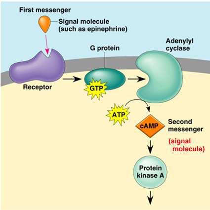 Mechanisms of signal transduction G-protein signaling: Gs second messenger:
