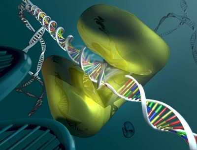 3. Interaction with DNA/RNA formation and