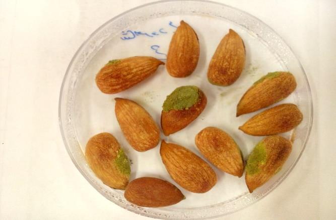 Average percentage of colonization Almond cultivar After 3 days of inoculation After 5 days