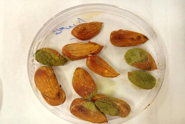 Shahroud 17 Shahroud 8 Fig. 2. Continued. Table 2. Comparison average effect of almond kernel in different almond cultivars on examined traits.
