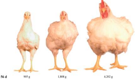 Poultry Performance Modern broiler chickens are selected for superior growth performance and require high