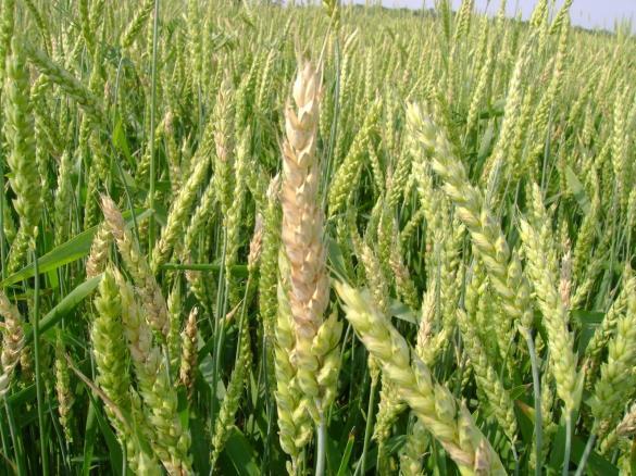 graminearum most common in western Canada in wheat Decreases grade, yield, safety,