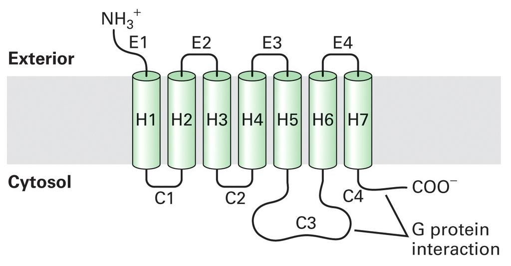 General structure of G protein-coupled receptors All G protein-coupled receptors have seven