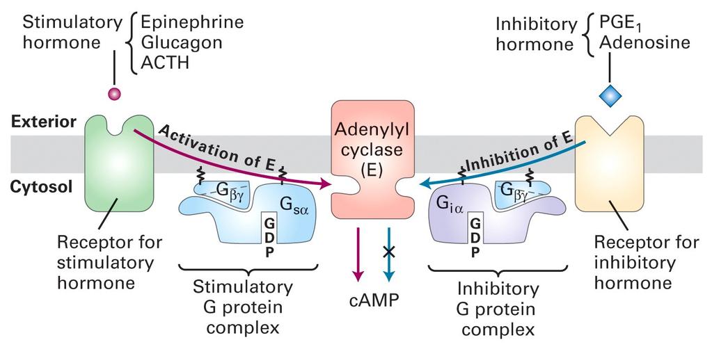 camp as a second messenger G S -coupled receptor activates AC G i -coupled receptor inhibits AC G subunits are identical Formation G GTP