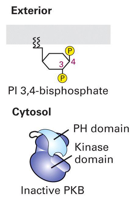 4-biphosphate The PH domain of PKB docks to the 3-phosphate