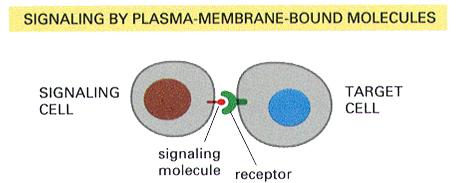 Cell recognition--communication by plasma