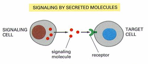 Communication by secreted molecules