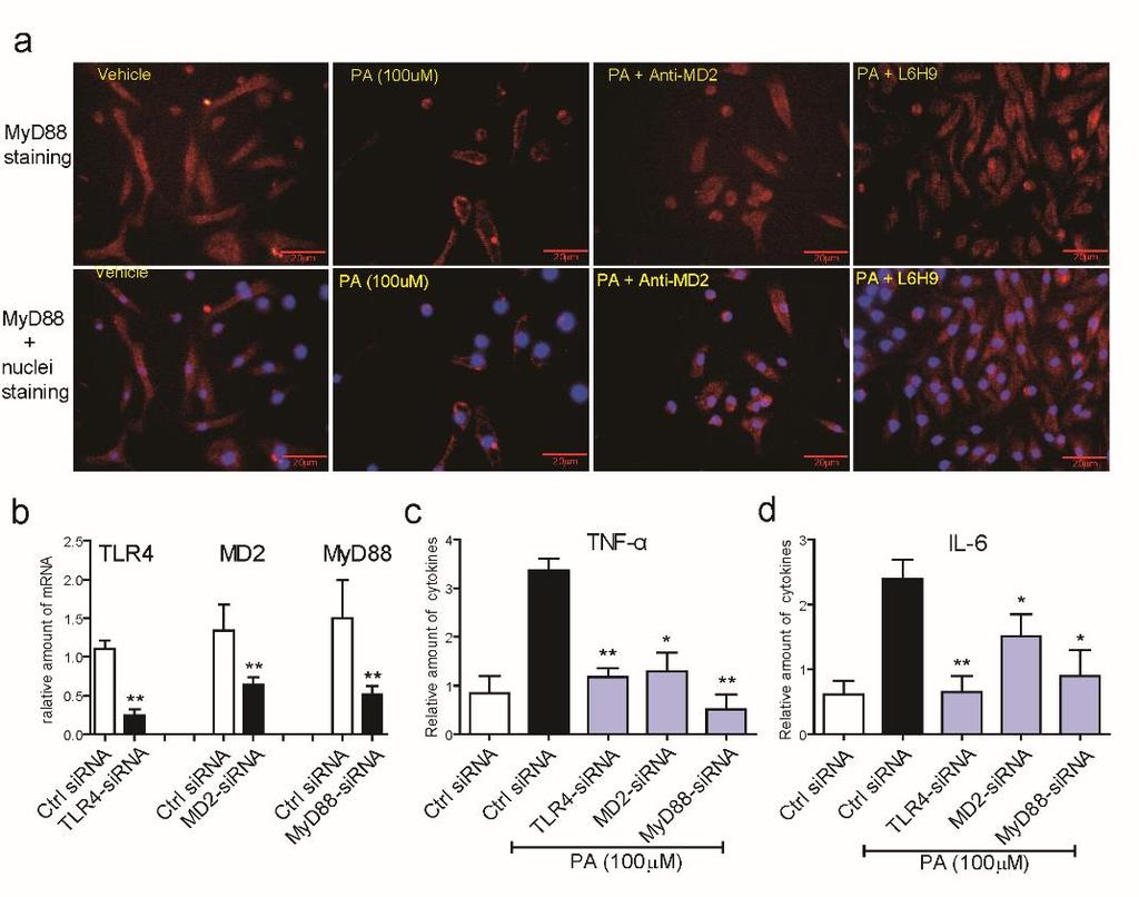 Supplementary Figure 9. MD2 is required for the formation of MD2/TLR4-MyD88 complex and cytokine expression (a) Immunofluorescence staining of macrophages for MyD88.