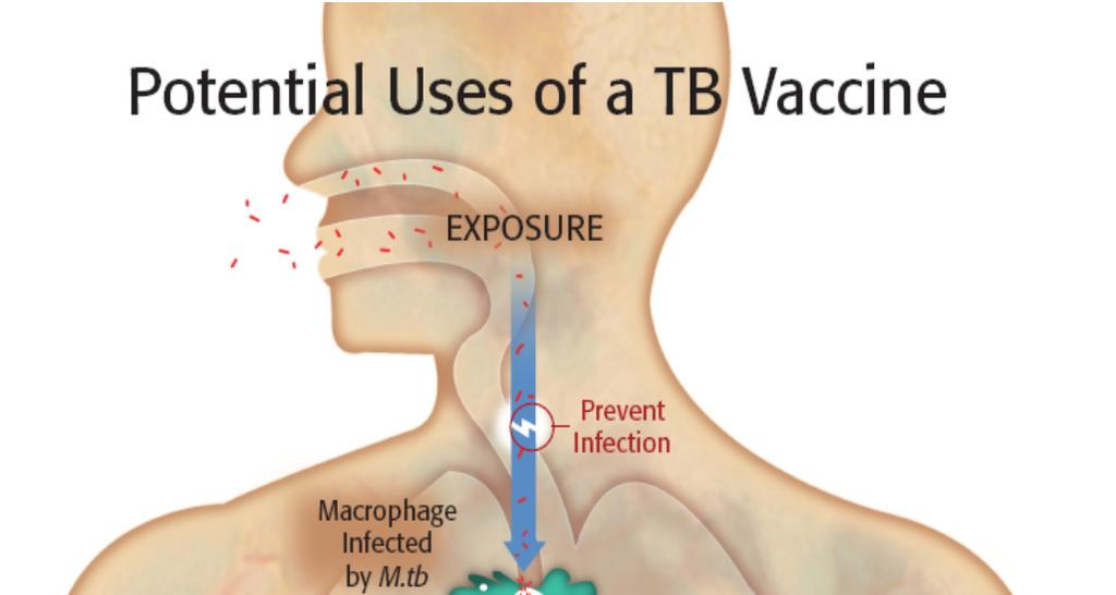 Strategies for TB Vaccine AERAS GLOBAL Development TB VACCINE FOUNDATION Pre-infection: to prevent infection Either initial infection