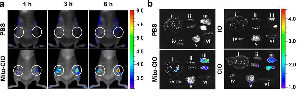 In Vivo Xenograft Tumor Imaging and Therapy using MPs Ex vivo fluorescence in various tissues: (i) liver; (ii)