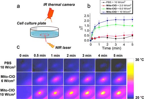 Photothermal Conversion Efficiency in HeLa Cells Temperature of HeLa cells loaded with Mito-CIO was monitored under constant NIR irradiation using an infrared thermal camera.