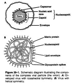 5 3. Structure and composition a. capsid = protein coat surrounding nucleic acid b. nucleocapsid = the capsid together with the nucleic acid core. c. envelope = lipid containing membrane enclosing nucleocapsid.