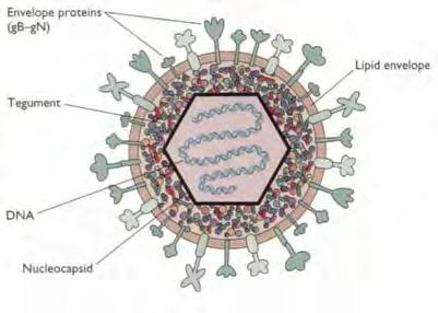 3. Enveloped Viruses -appear spherical due to the lipid envelope, but
