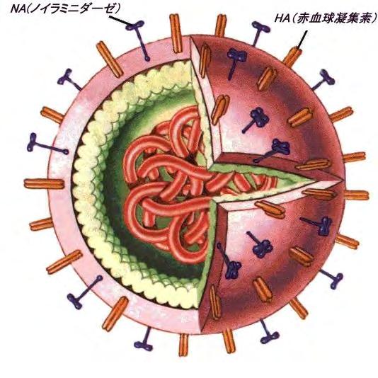 influenza virus Enveloped polyhedral e.g.